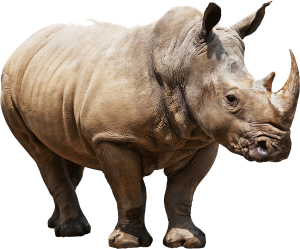 Rhino PNG-24795